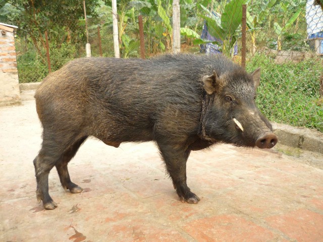 Hình ảnh Lợn rừng